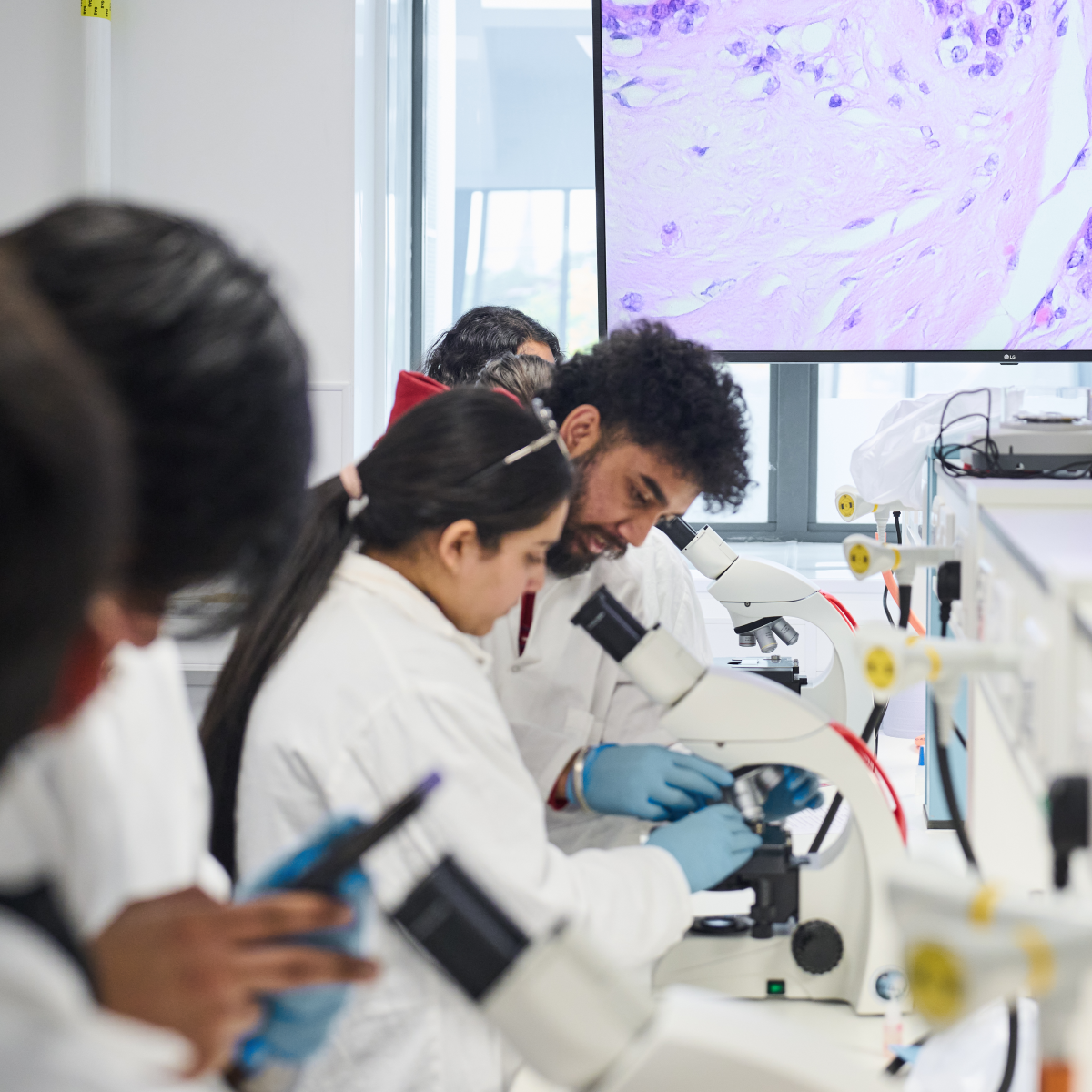 Scientists working with microscropes in a lab